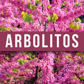 Arbolitos para regalar